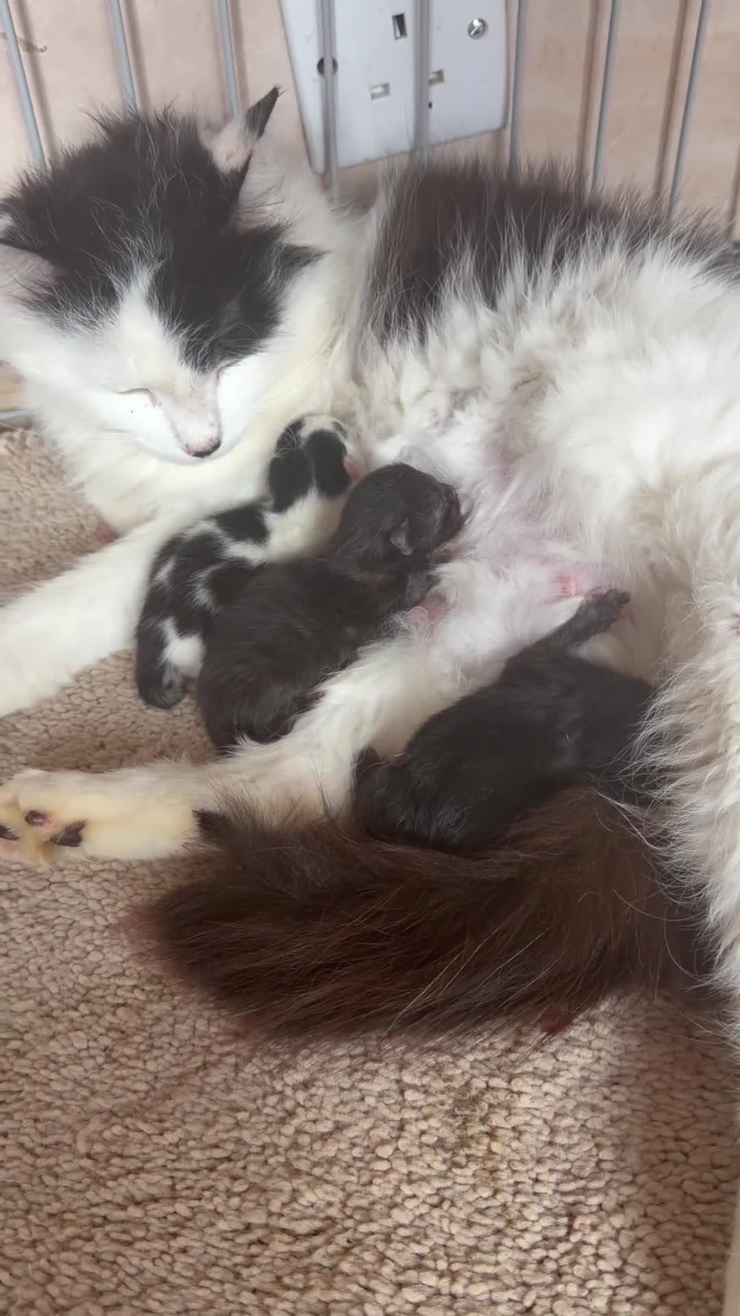 British Longhair cats for sale: British longhair kittens  - Video 1