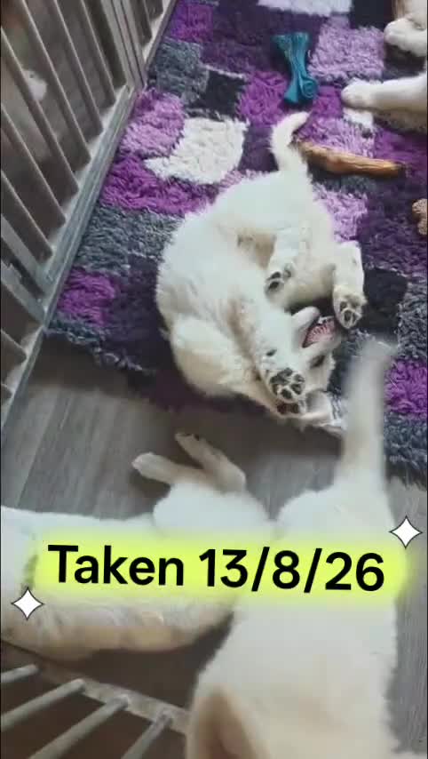 White Swiss Shepherd dogs for sale: Stunning KC reg long-coated White Swiss Shepherd - Video 1