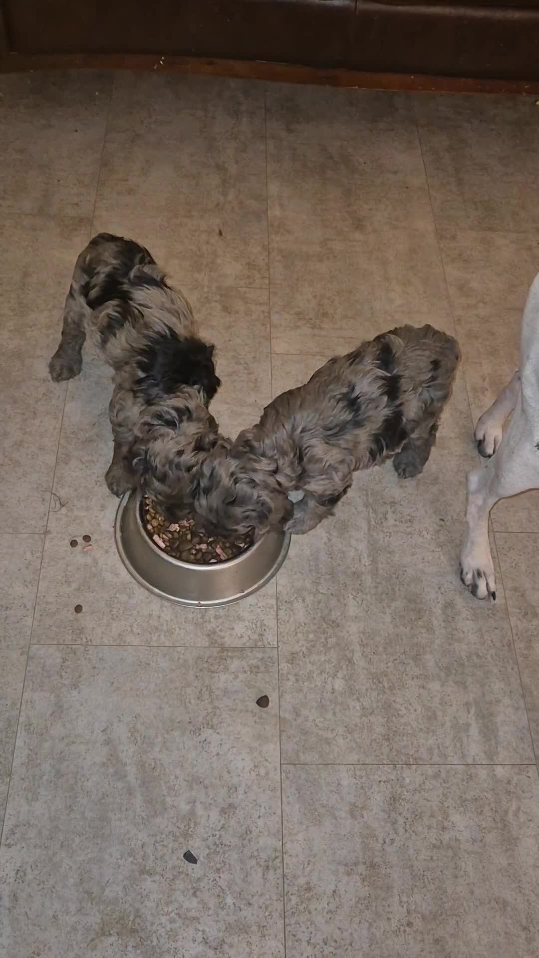 Cockapoo dogs for sale: Cockerpoo / cockapoo - Video 2