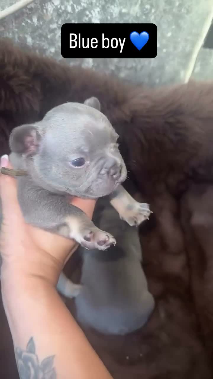 French Bulldog dogs for sale: Frenchie pups for sale - Video 4