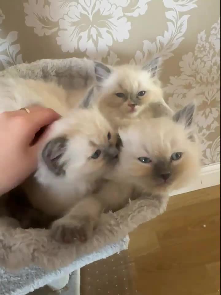 Ragdoll cats for sale: Two girls and one Boy ragdoll kittens ready to go in Swansea - Video 1