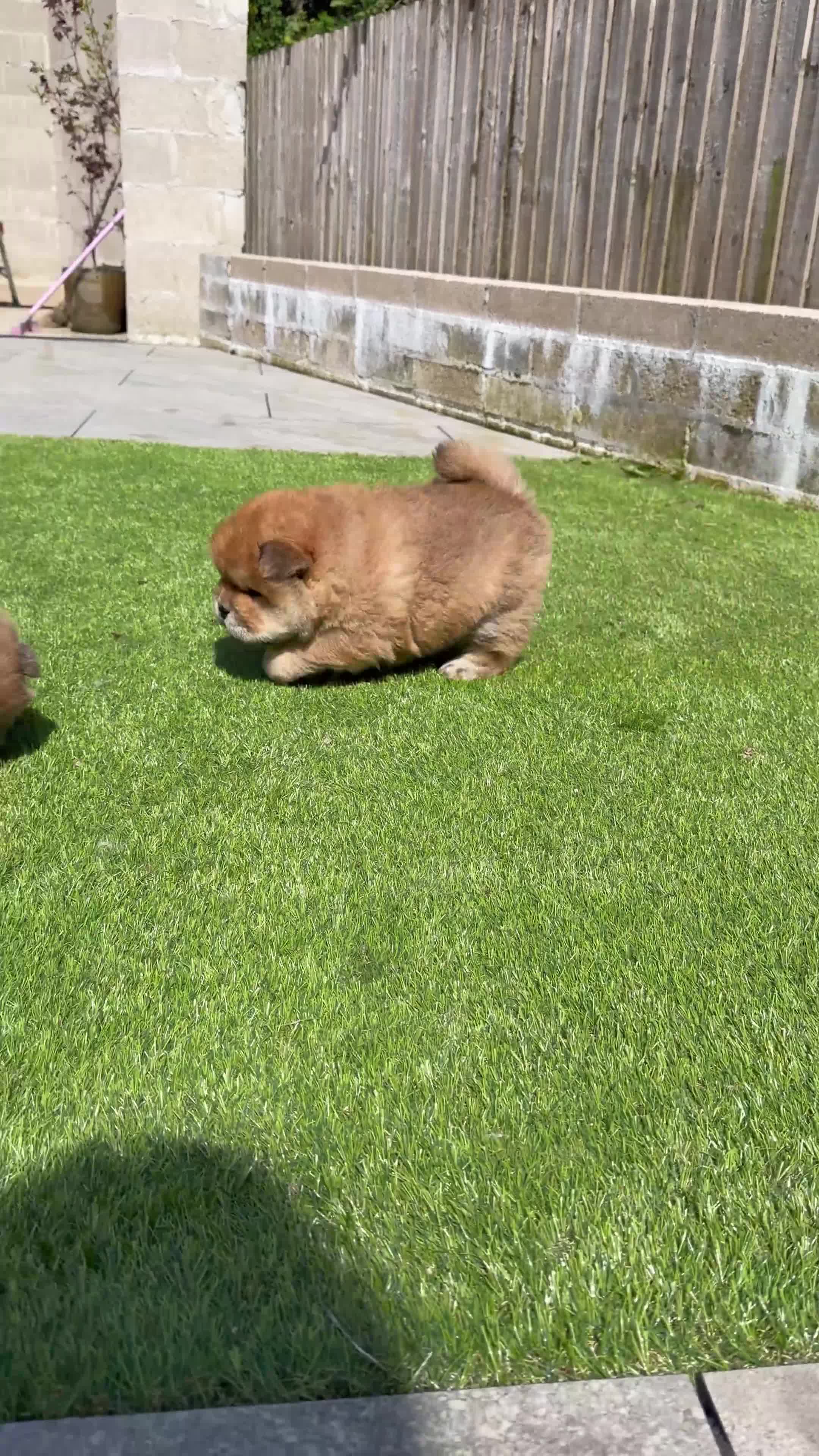 Chow Chow dogs for sale: 2 beautiful chow puppies 🐶  - Video 1