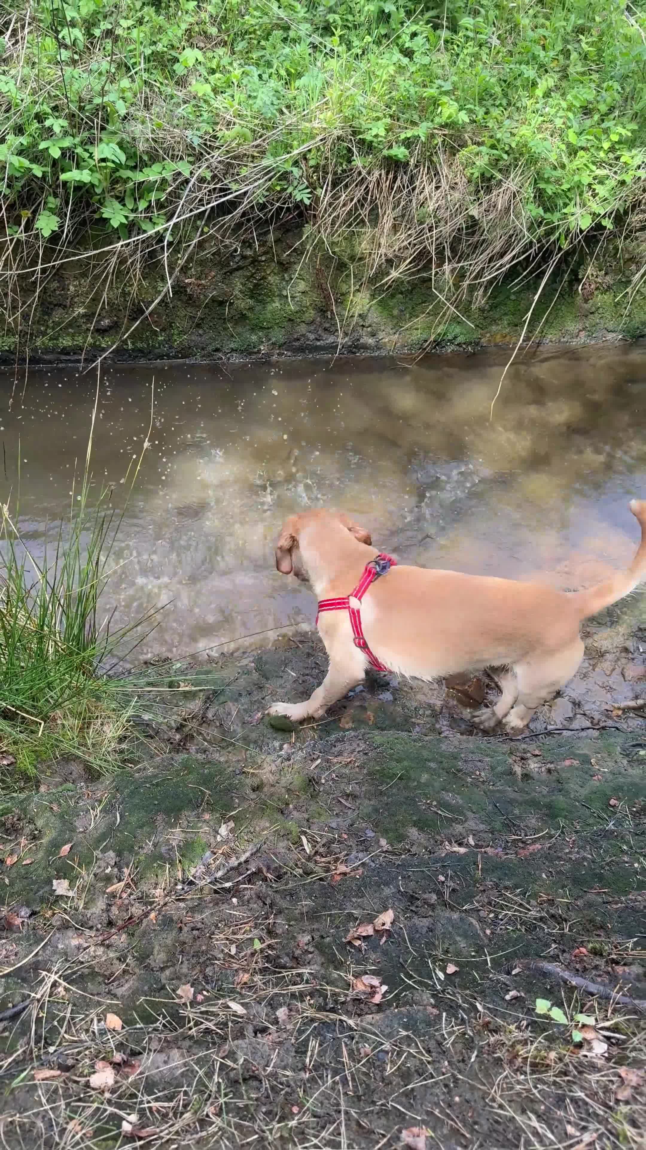 Springador dogs for sale: Springerdor for rehoming - Video 2