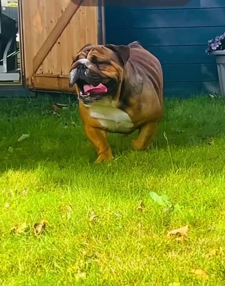 English Bulldog dogs for stud: BISCUIT for stud red and white boy - Video 2