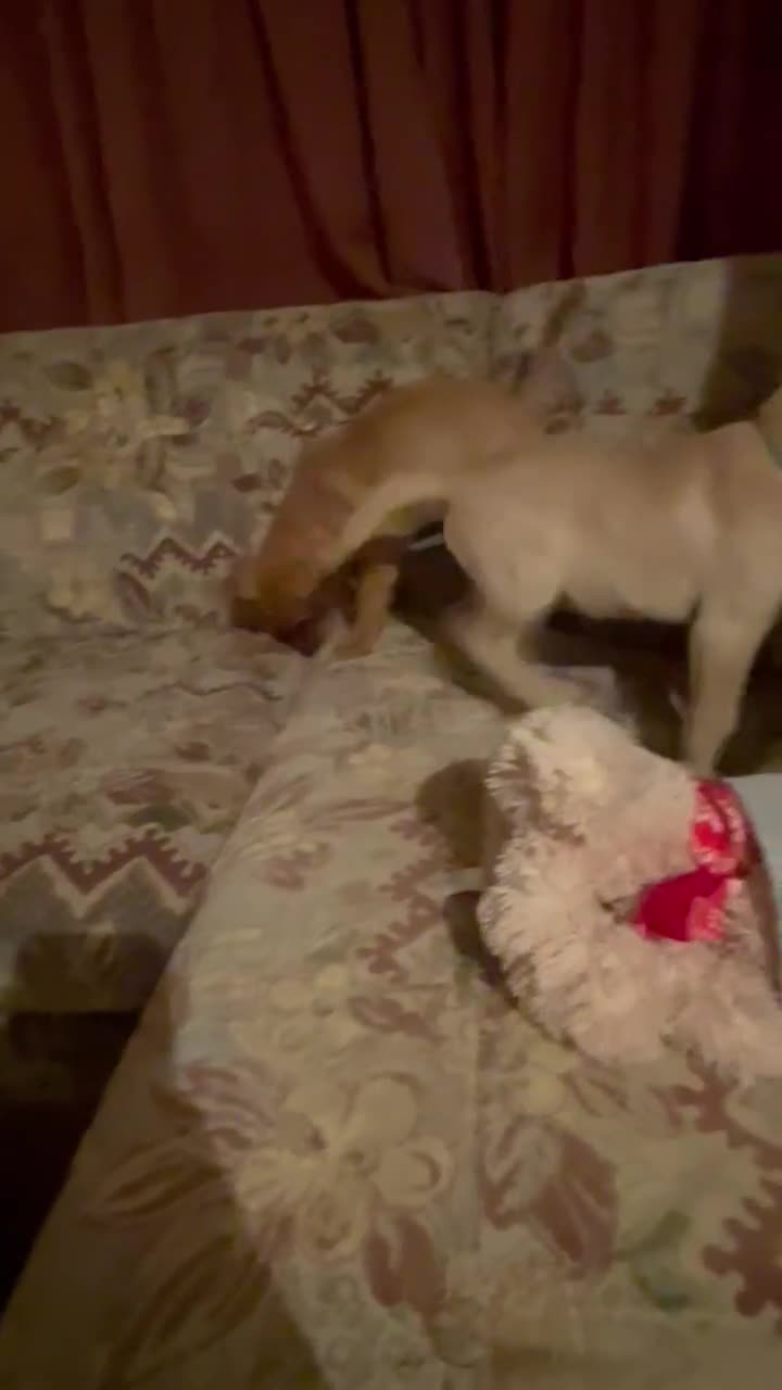 Labrador Retriever dogs for sale: KC REG Lab puppy ready to take home - Video 2