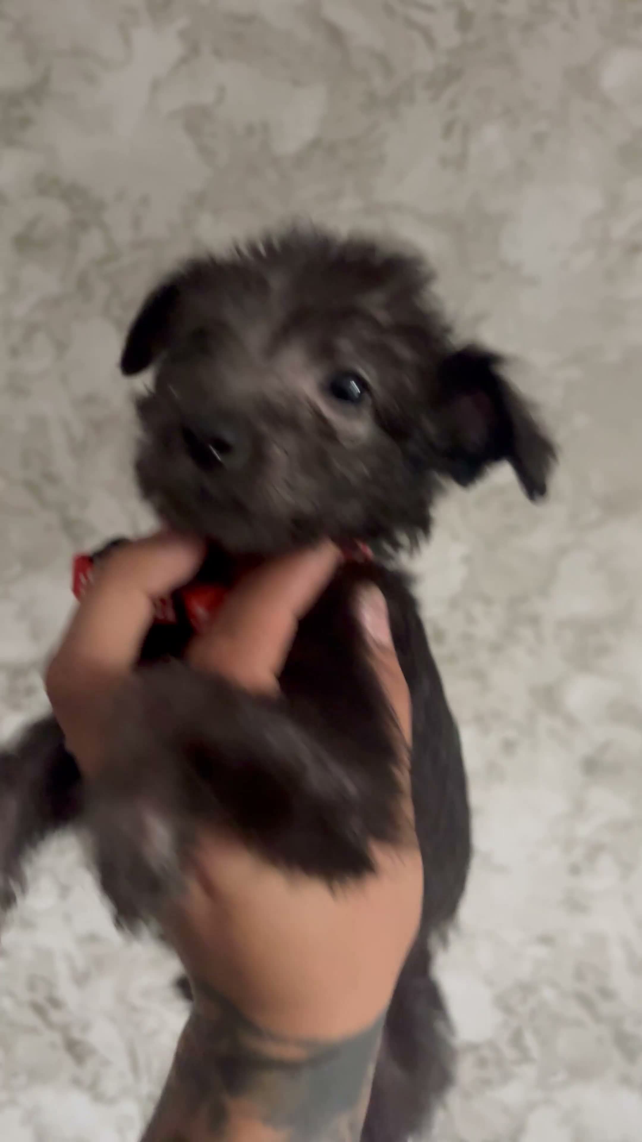 Lurcher dogs for sale: Beddlington x whpippet pups in Atherstone - Video 3