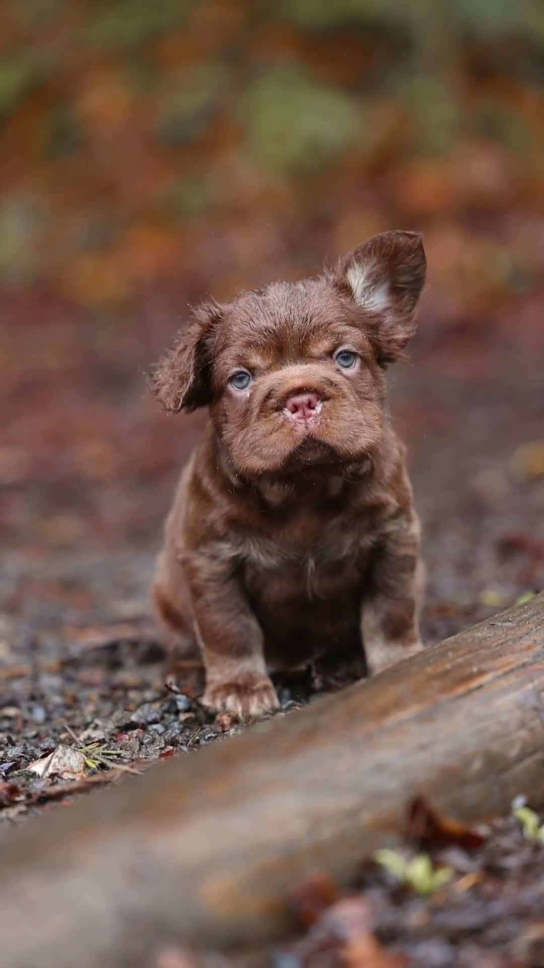 French Bulldog dogs for sale: Chocolate fluffy delights  in Llanelli - Video 1