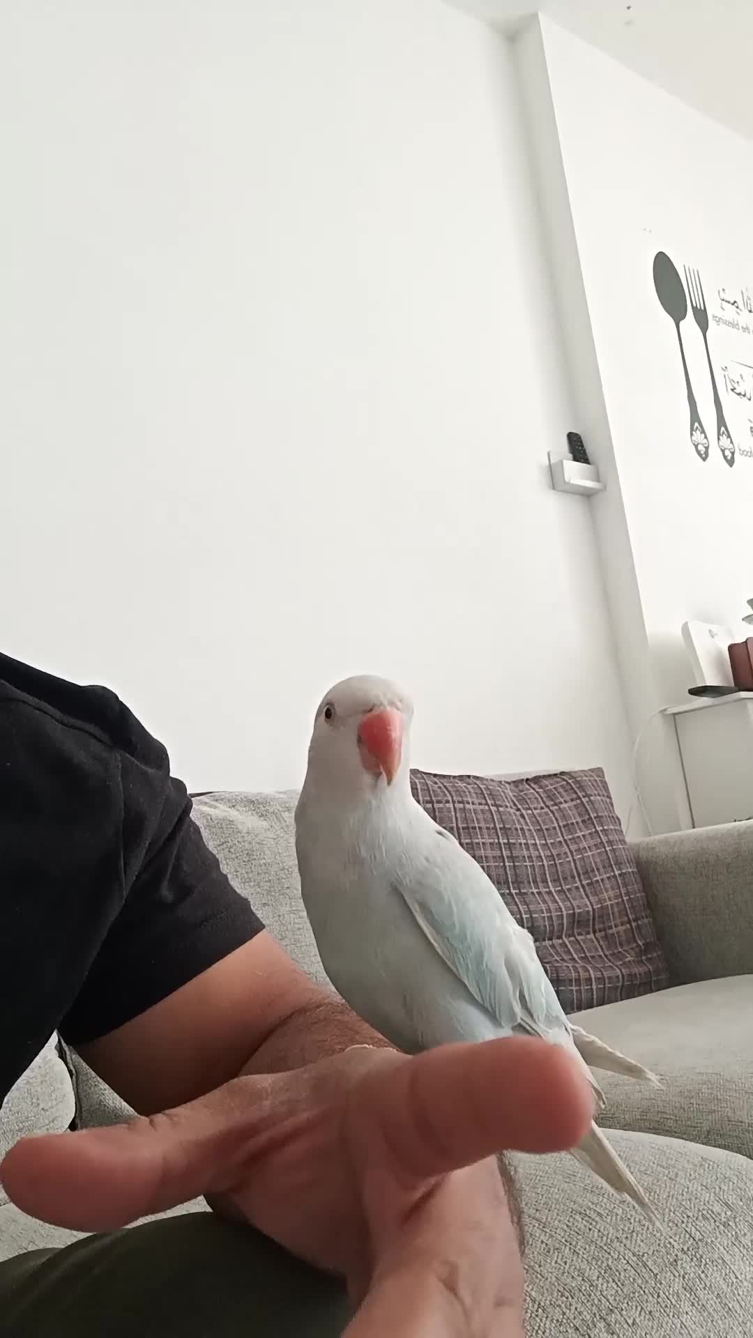 Parrots birds for sale: Ringneck  - Video 1