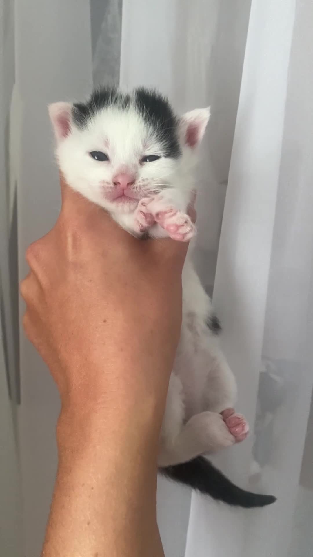 Mixed Breed cats for sale: Mixed breed kittens  - Video 4