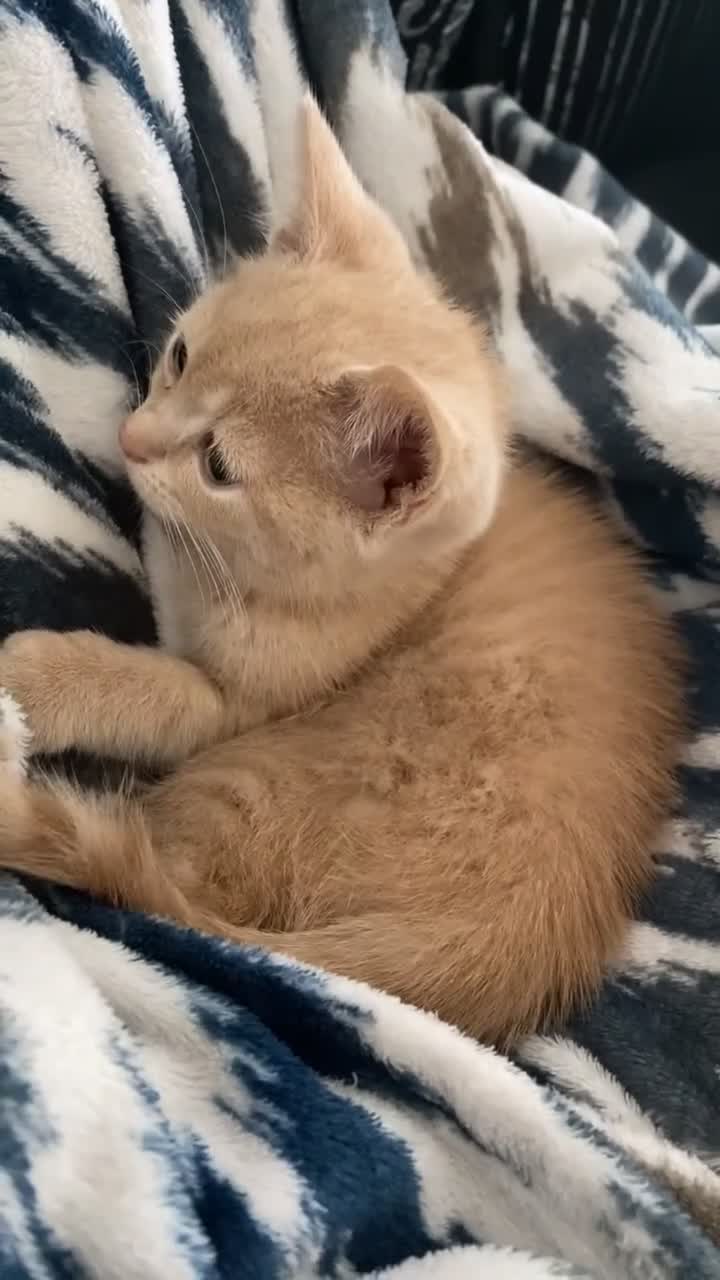 British Shorthair cats for sale: Male British Shorthair Kitten - Video 4