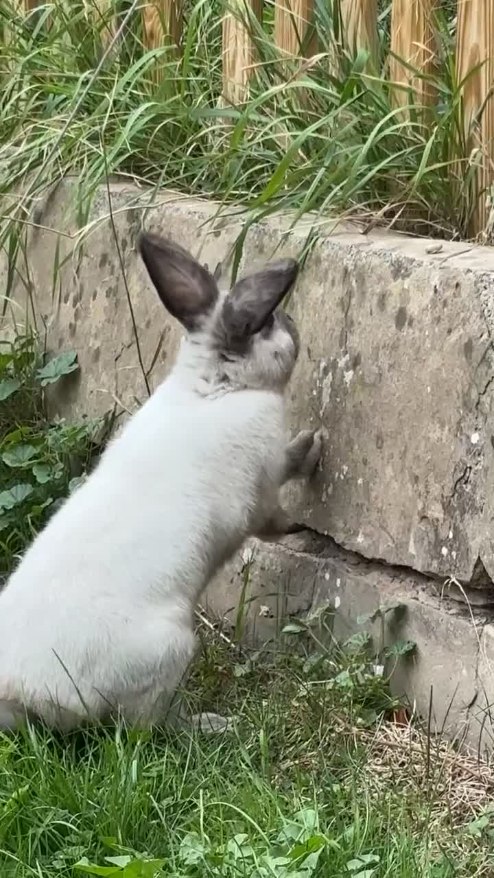 English Lop rabbits for sale: English lop (need gone asap) - Video 1