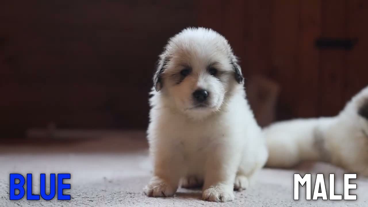 Pyrenean Mountain Dog dogs for sale: Adorable Puppies, Looking For Forever Homes! - Video 3