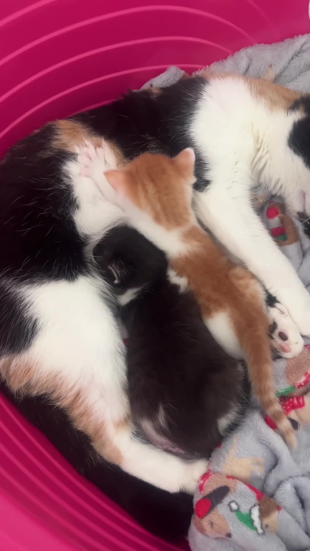 Mixed Breed cats for sale: Baby girl kittens - Video 1
