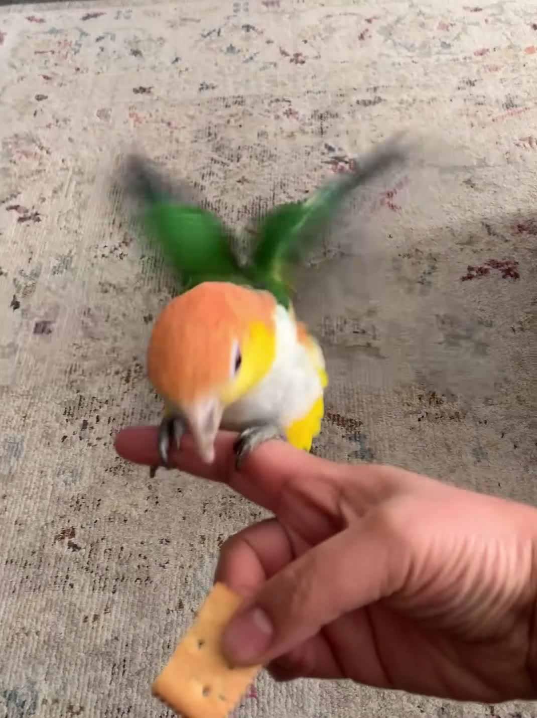 Parrots birds for sale: Tame bonded yellow thighed Caiques  - Video 2