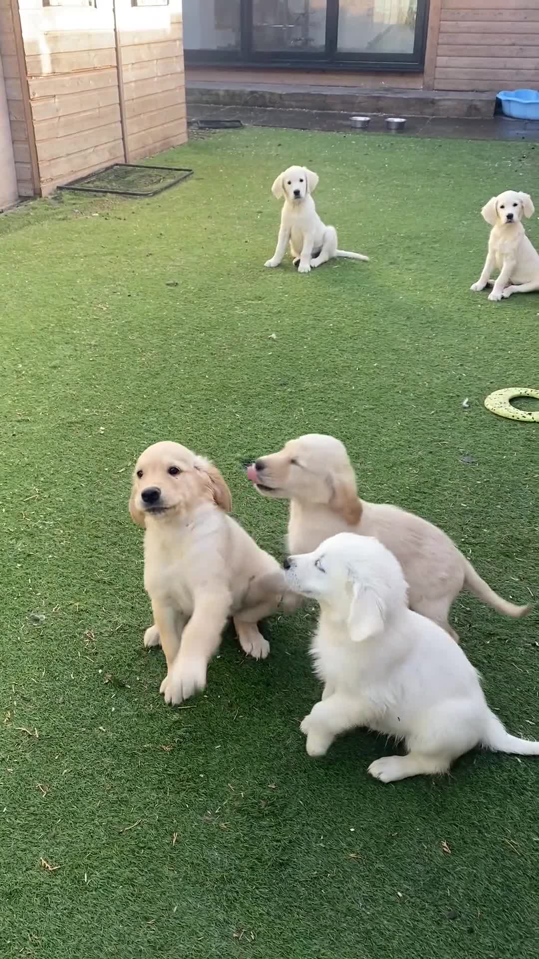 Golden Retriever dogs for sale: KC®️BEAUTIFUL GOLDEN RETRIEVER PUPPIES 🐶❤️ HIP ✅  - Video 2