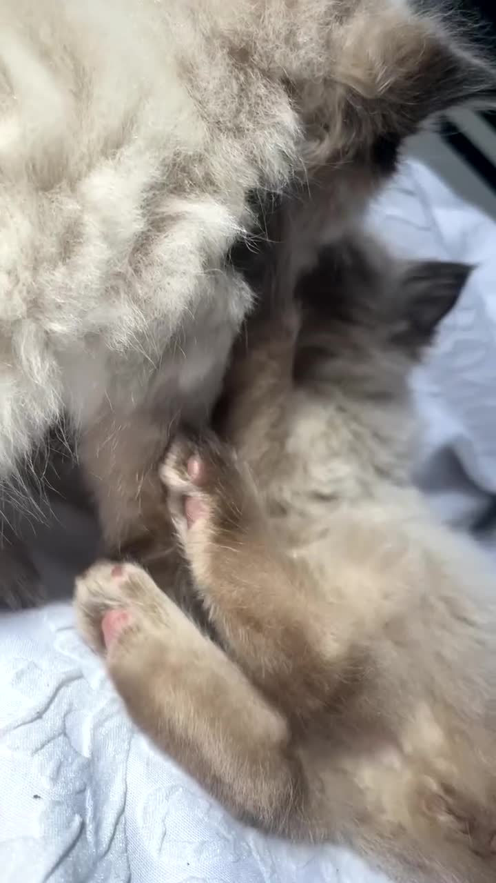Ragdoll cats for sale: Ragdoll Kittens - Video 2