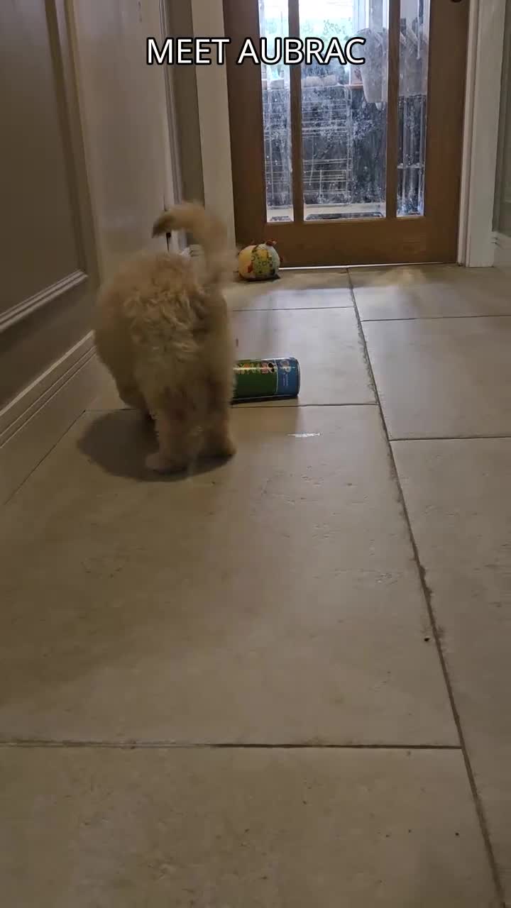 Mini Goldendoodle dogs for sale: F2B MINIATURE GOLDENDOODLES 🐾 FULLY VACCINATED ❤️ - Video 2
