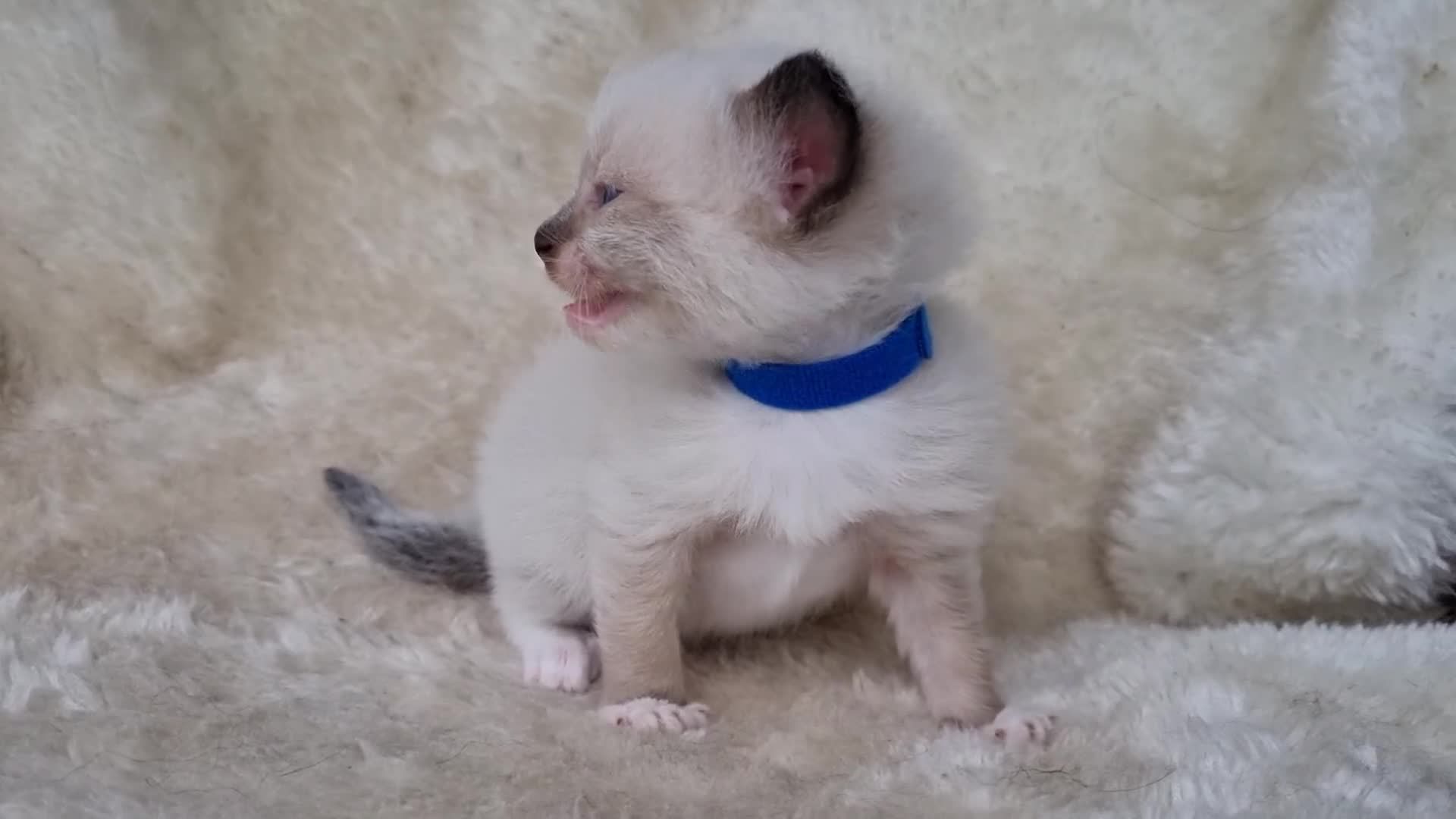 Ragdoll cats for sale: 2 male pure Ragdoll kittens ready now!  - Video 1