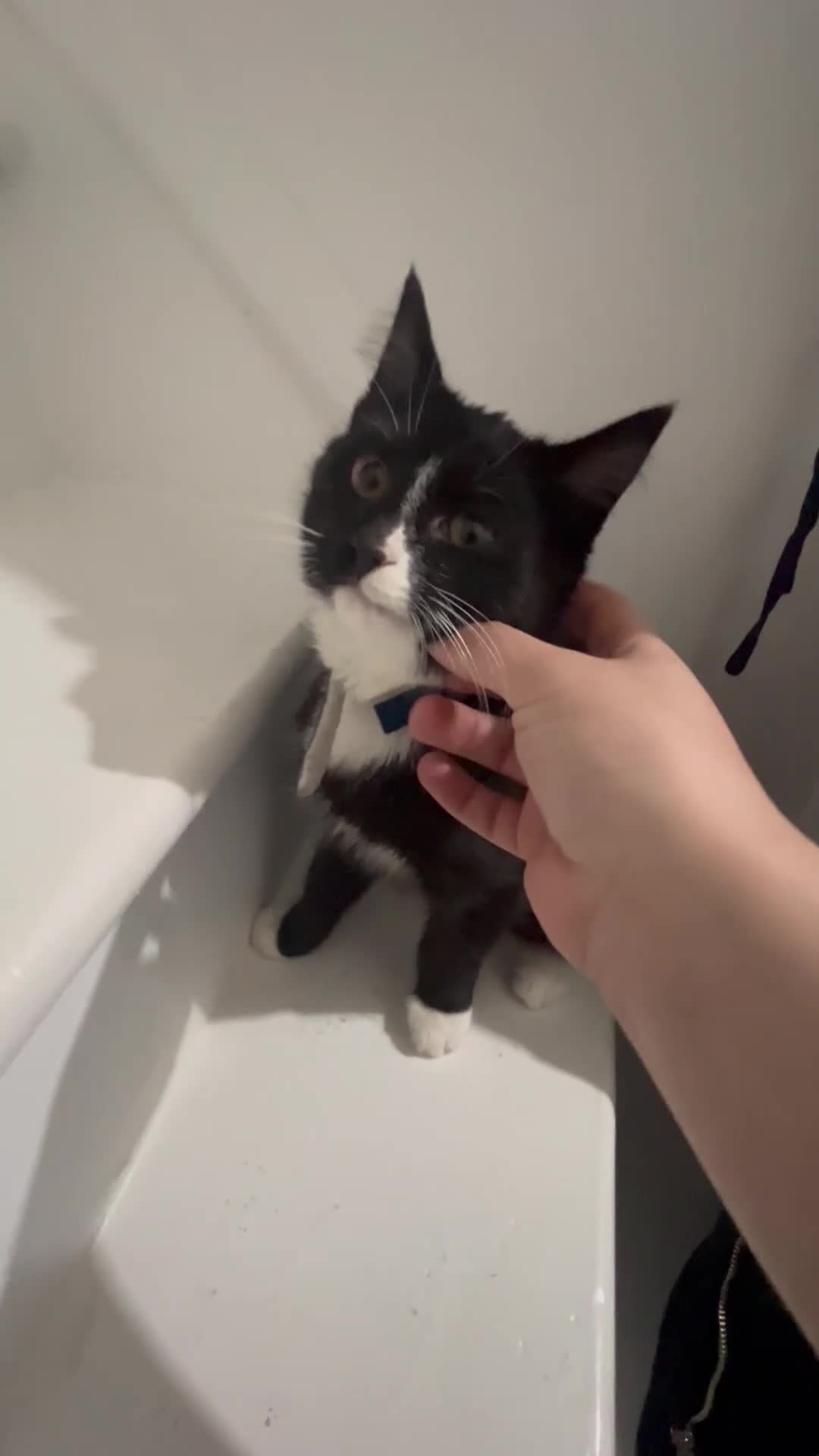 Maine Coon cats for sale: Kitten  - Video 1