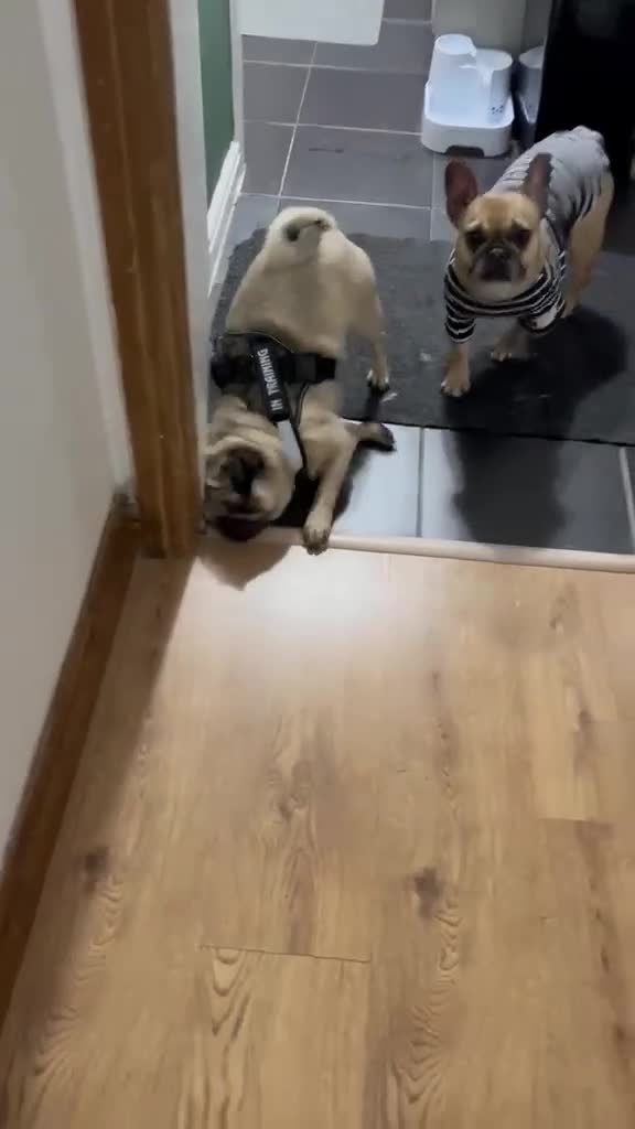 Pug dogs for sale: Male Pug called Milo  - Video 1