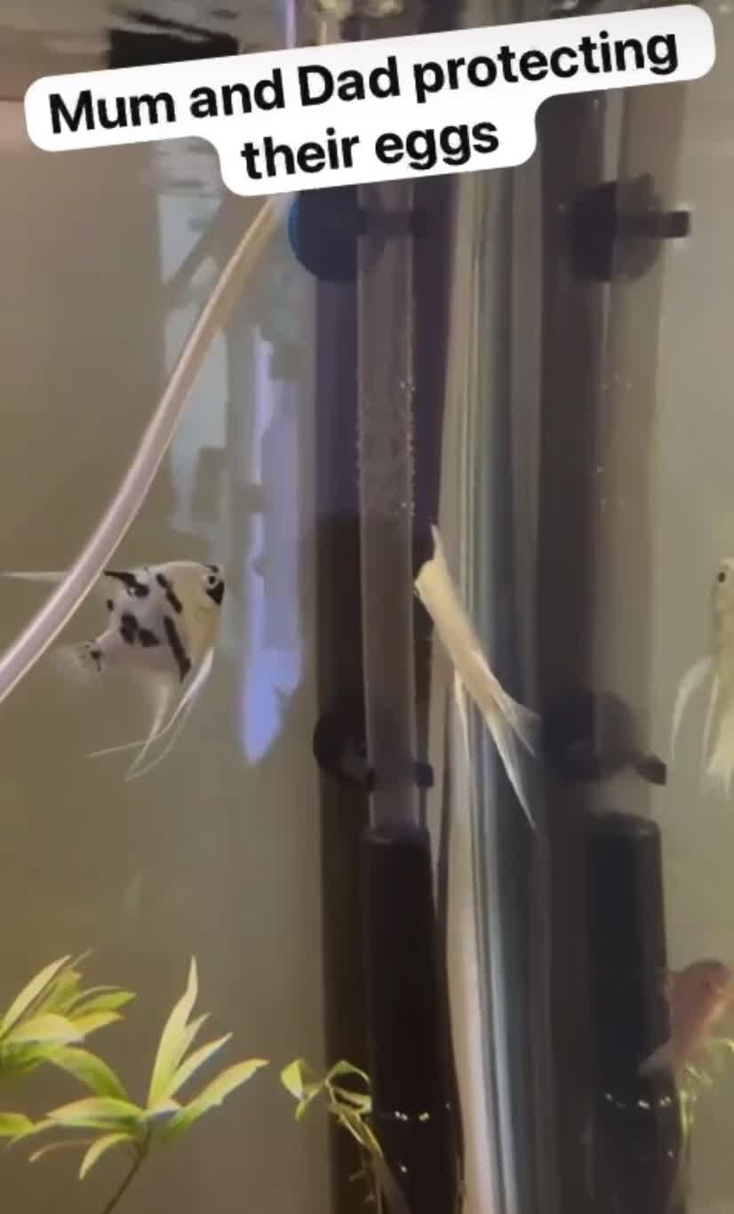 Angelfish fish for sale: Juvenile Platinum and Panda Angelfish in Huntingdon - Video 1