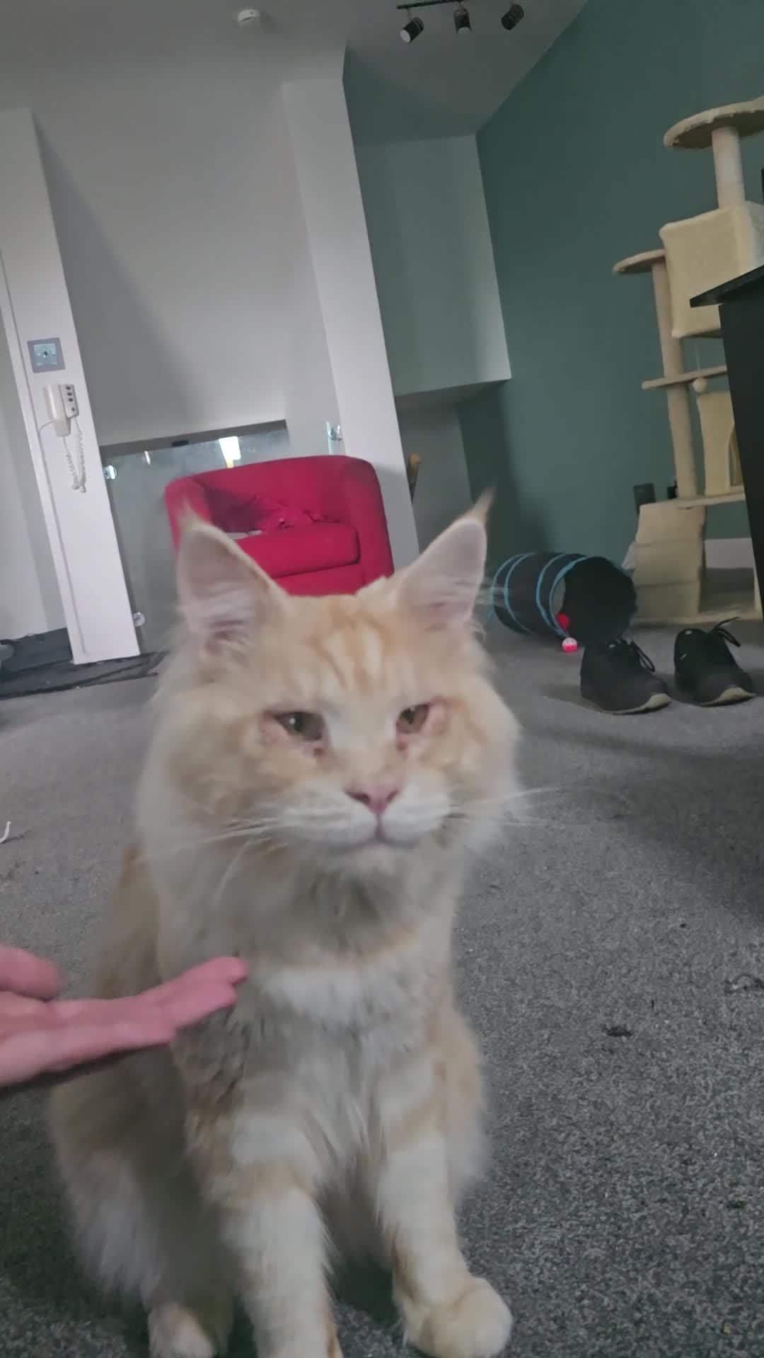 Maine Coon cats for stud: Eric Cartman - Video 1