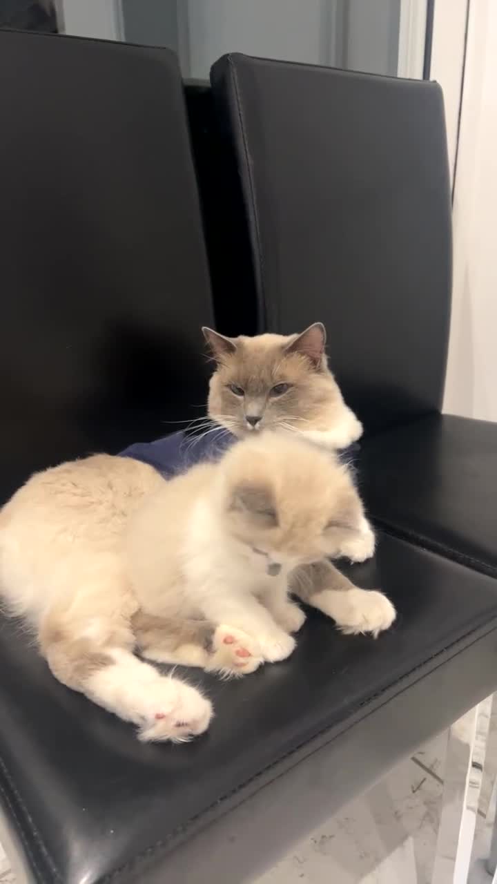 Ragdoll cats for sale: Ragdolls - Video 1