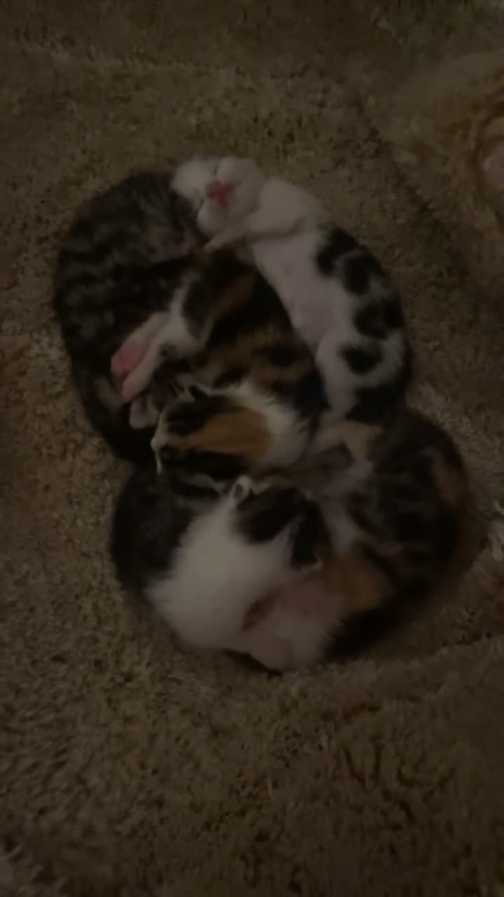 Domestic Shorthair cats for sale: 5 beautiful kittens for sale  in Cobham - Video 1