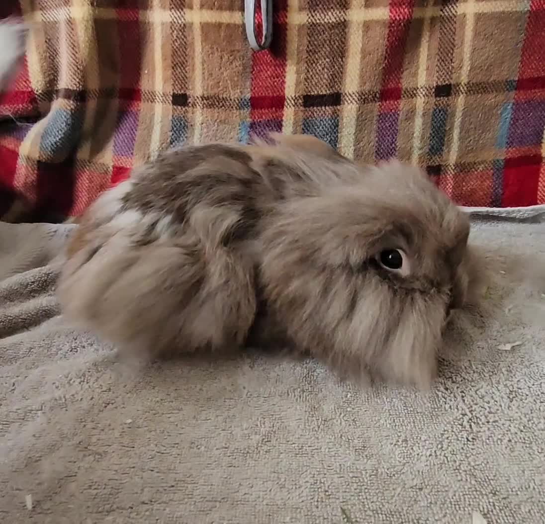 Lionhead rabbits for sale: Beautiful double mane lionhead  - Video 1