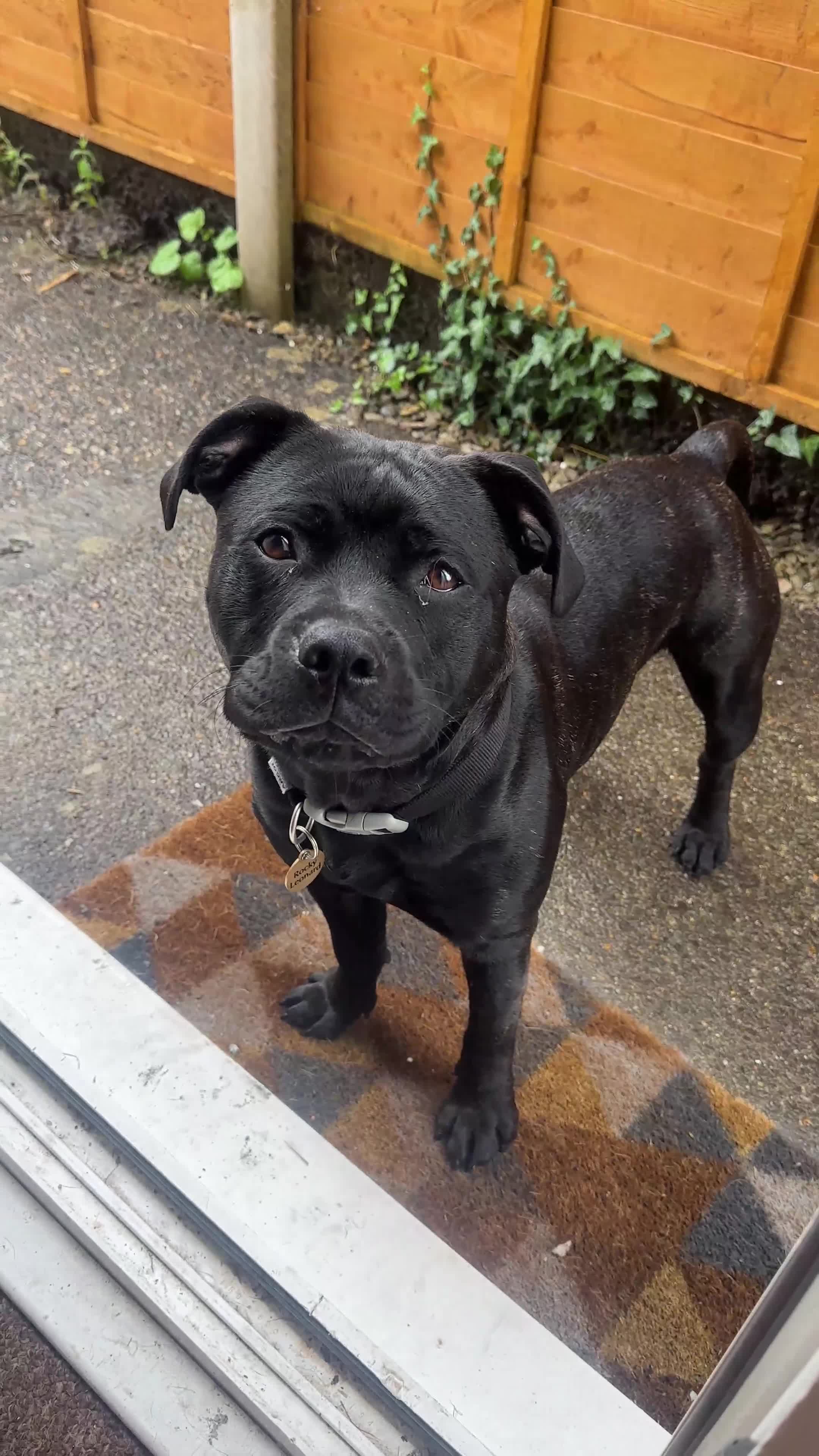 Staffordshire Bull Terrier dogs for sale: Beautiful & friendly Staffordshire Terrier Puppy  in Caerphilly - Video 1