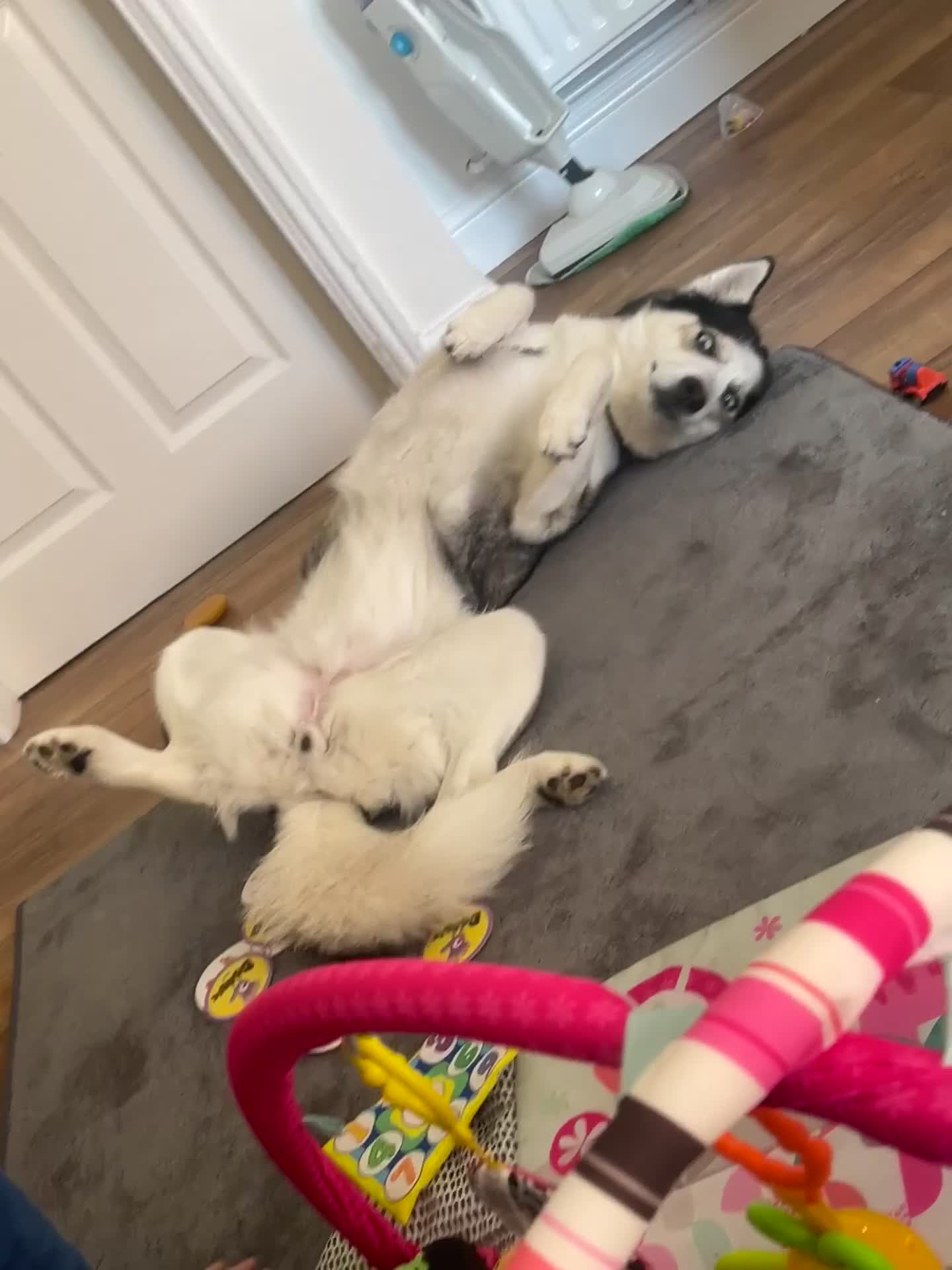 Siberian Husky dogs for sale: 4 year old Siberian  husky  - Video 2