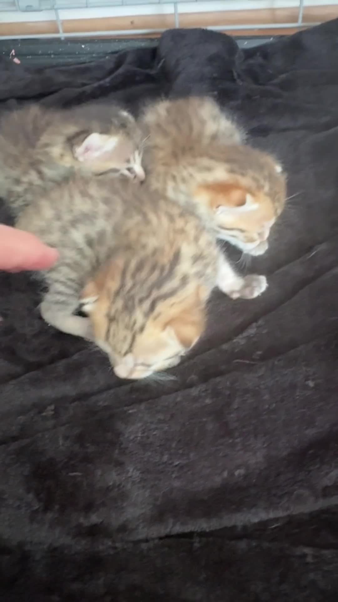 Savannah cats for sale: Stunning Savannah Kittens - Video 1