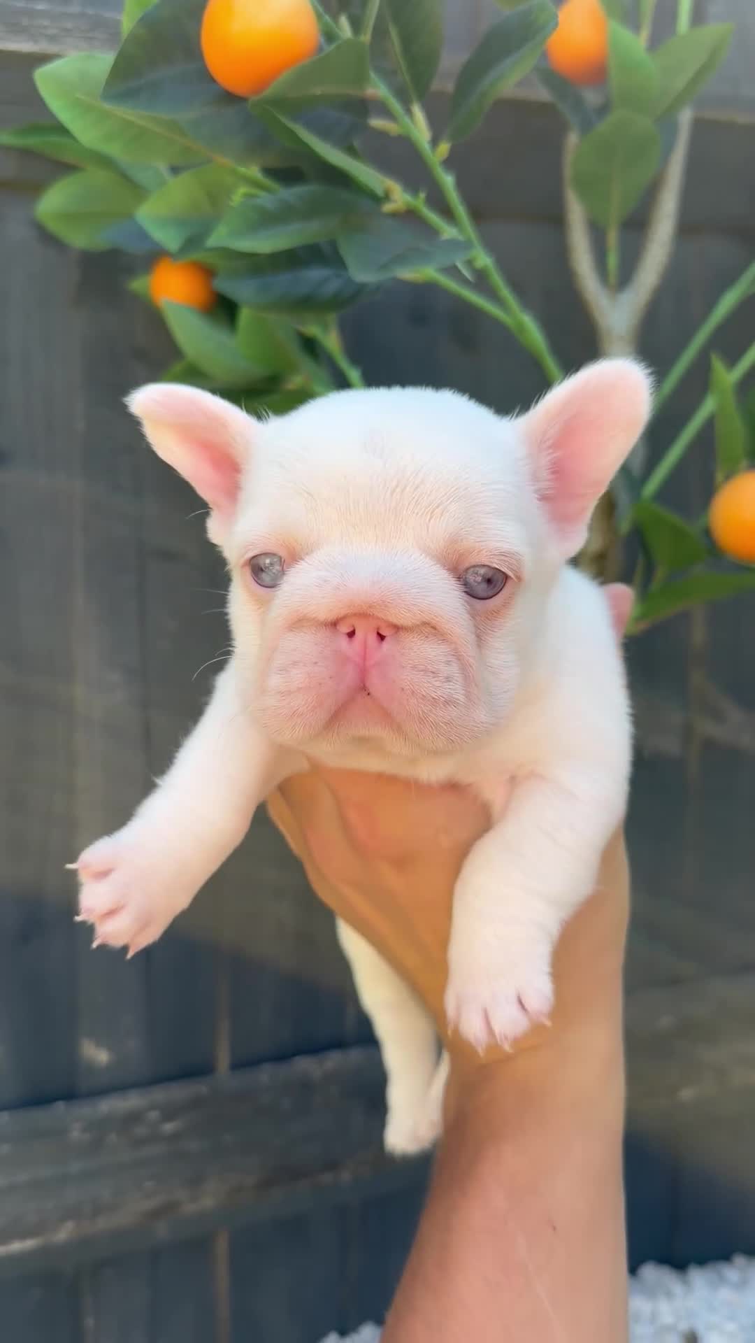 French Bulldog dogs for sale: VISUAL PINK PLATNIUM MERLE FEMALE PUPPIES - Video 1
