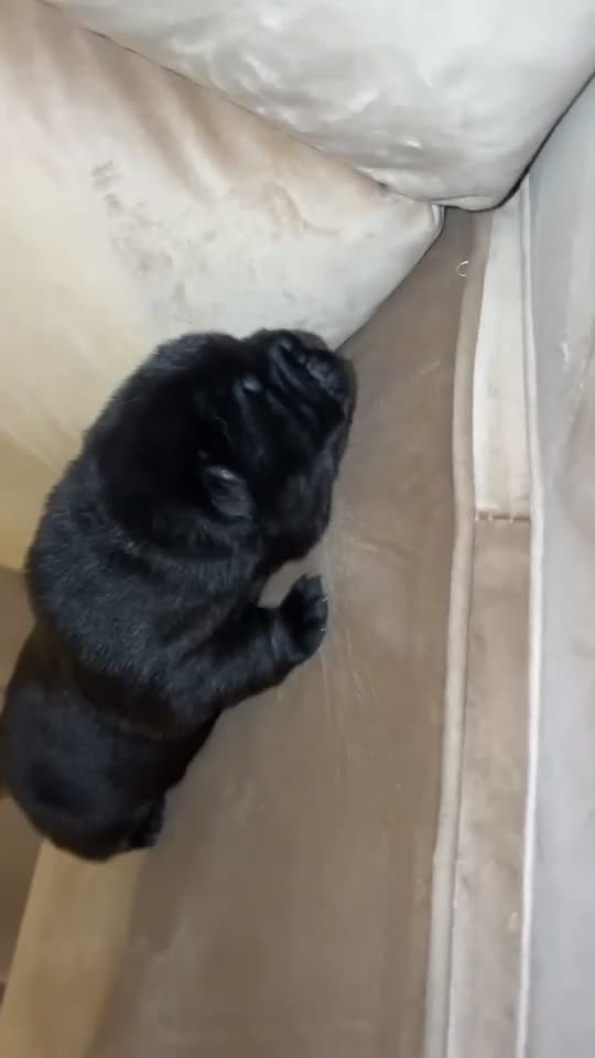Chow Chow dogs for sale: Beautiful Chow Chow Puppies  - Video 4