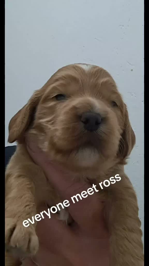Cockapoo dogs for sale: Cockerpoos - Video 5