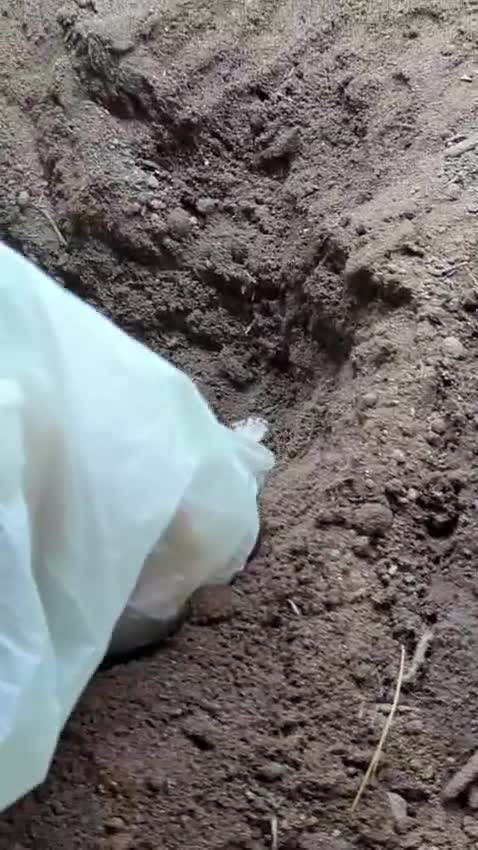 Hermann Tortoise reptiles for sale: Family of Herman Tortoise 4 Female 1 male - Video 1