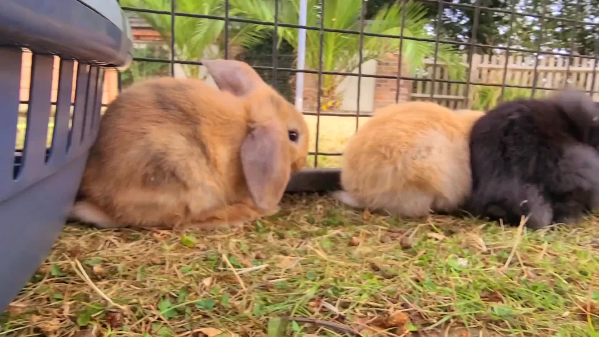 Mini Lop rabbits for sale: 🐰6 Mini Lop x Angora Baby Bunnies for Sale🐰 - Video 1