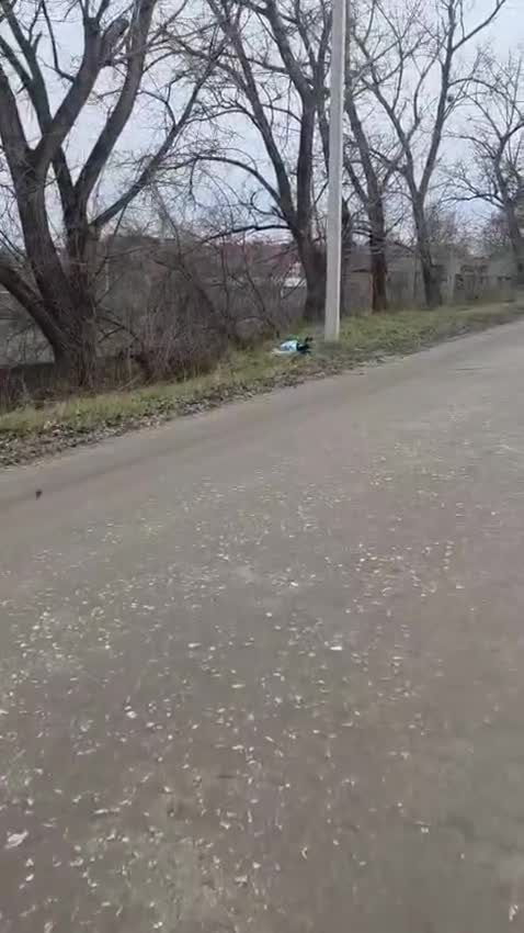 Mixed Breed dogs for adoption: ❤️CINDY❤️ – SMALL BODY, STRONG LOVING CHARACTER - Video 2