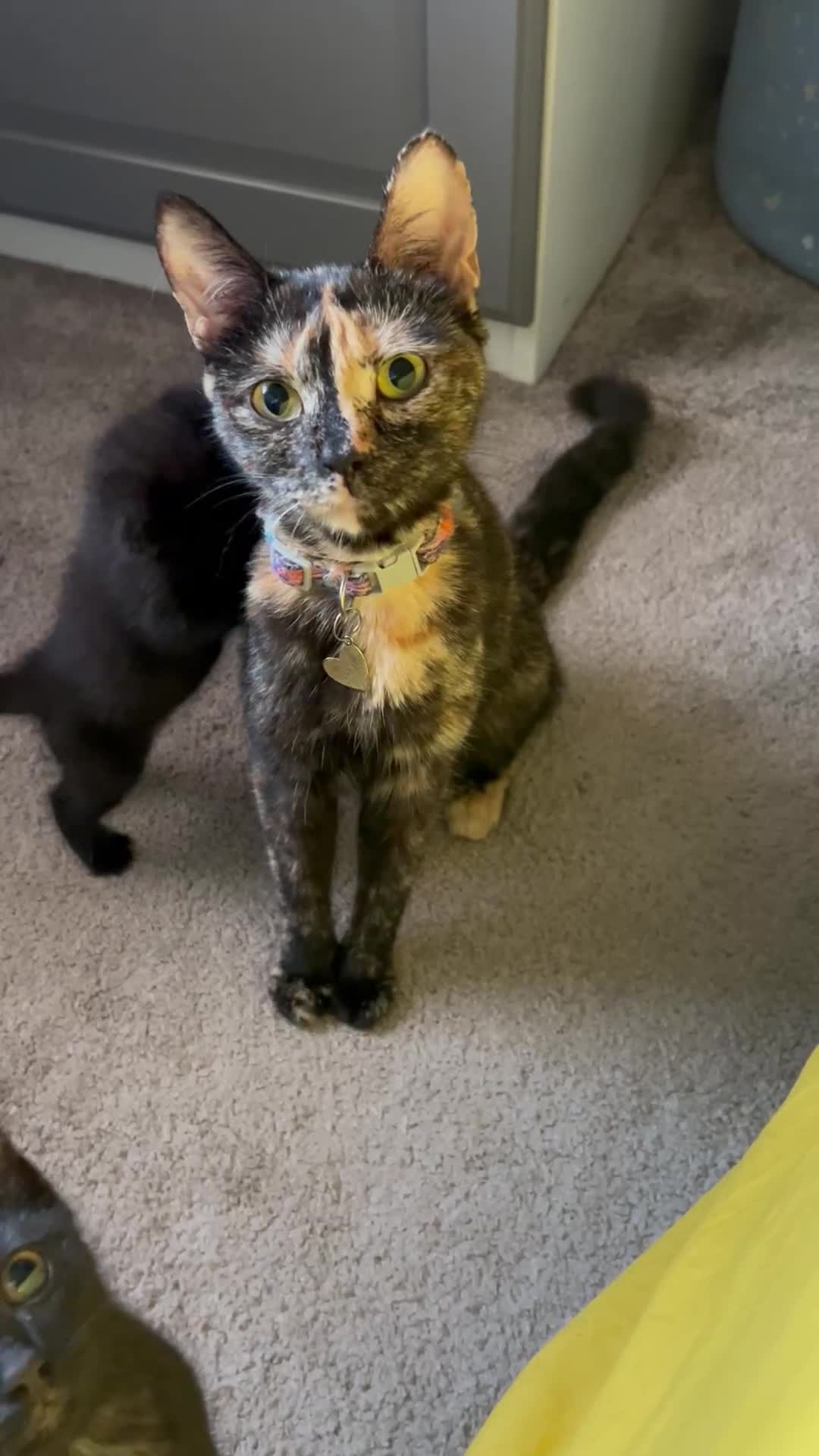 Mixed Breed cats for sale: 1 Ginger male and 1 black female remaining  - Video 1
