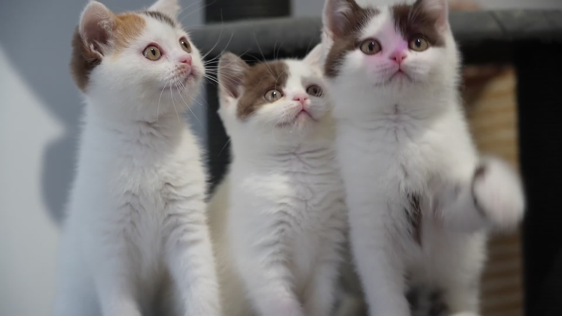 British Shorthair cats for sale: Health tested and registered Chocolate BSH - Video 1