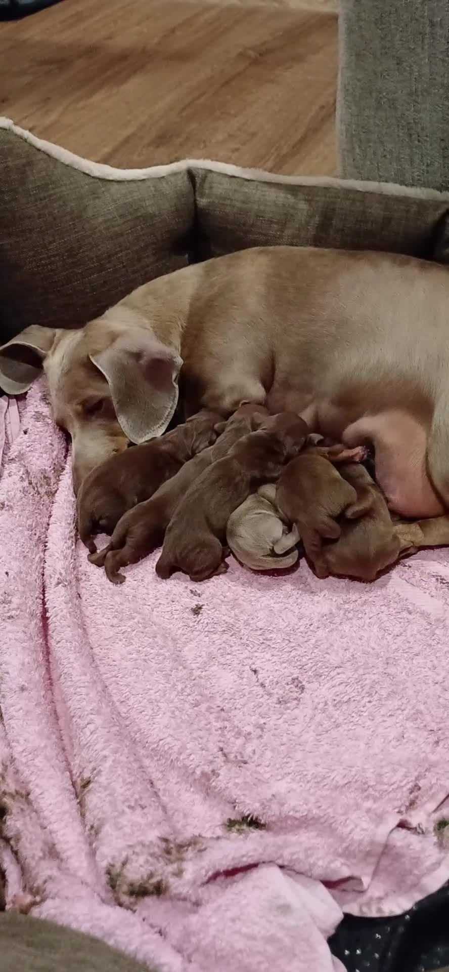 Miniature Dachshund dogs for sale: OUtSTANDING KC REGISTERED MINATURE DACHUNDS - Video 2