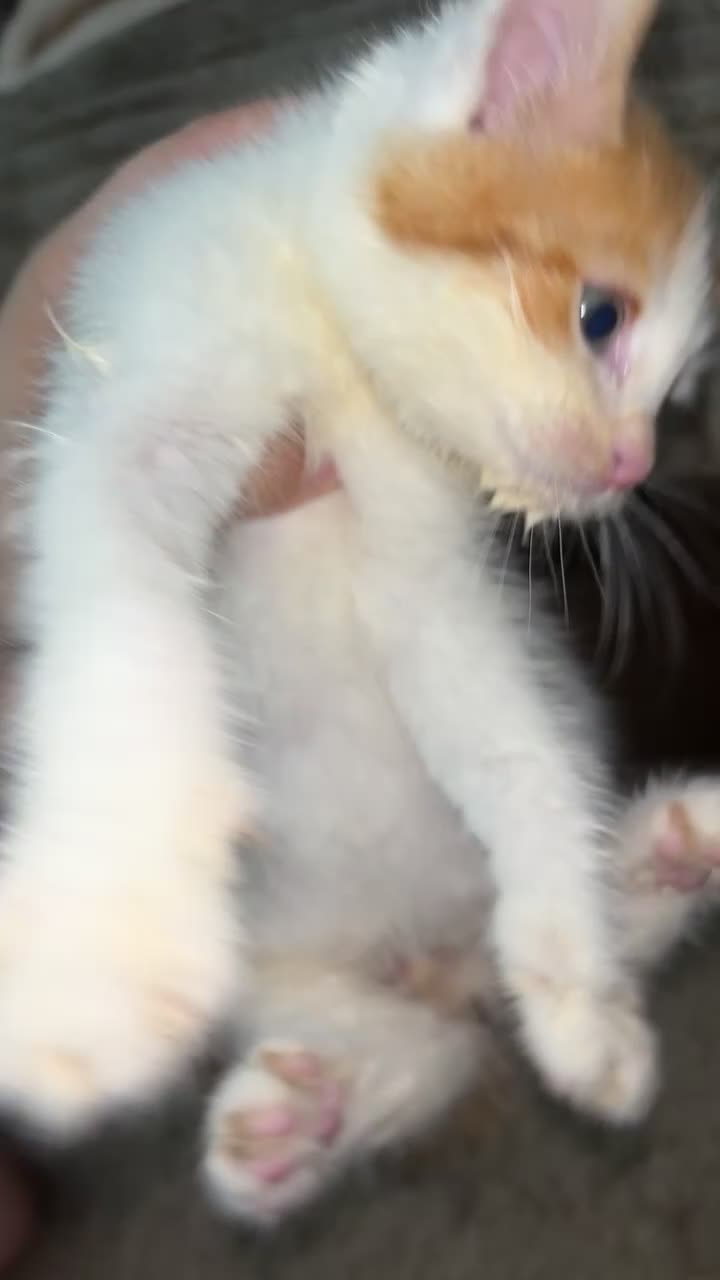 Mixed Breed cats for sale: Ready now!! - Video 4