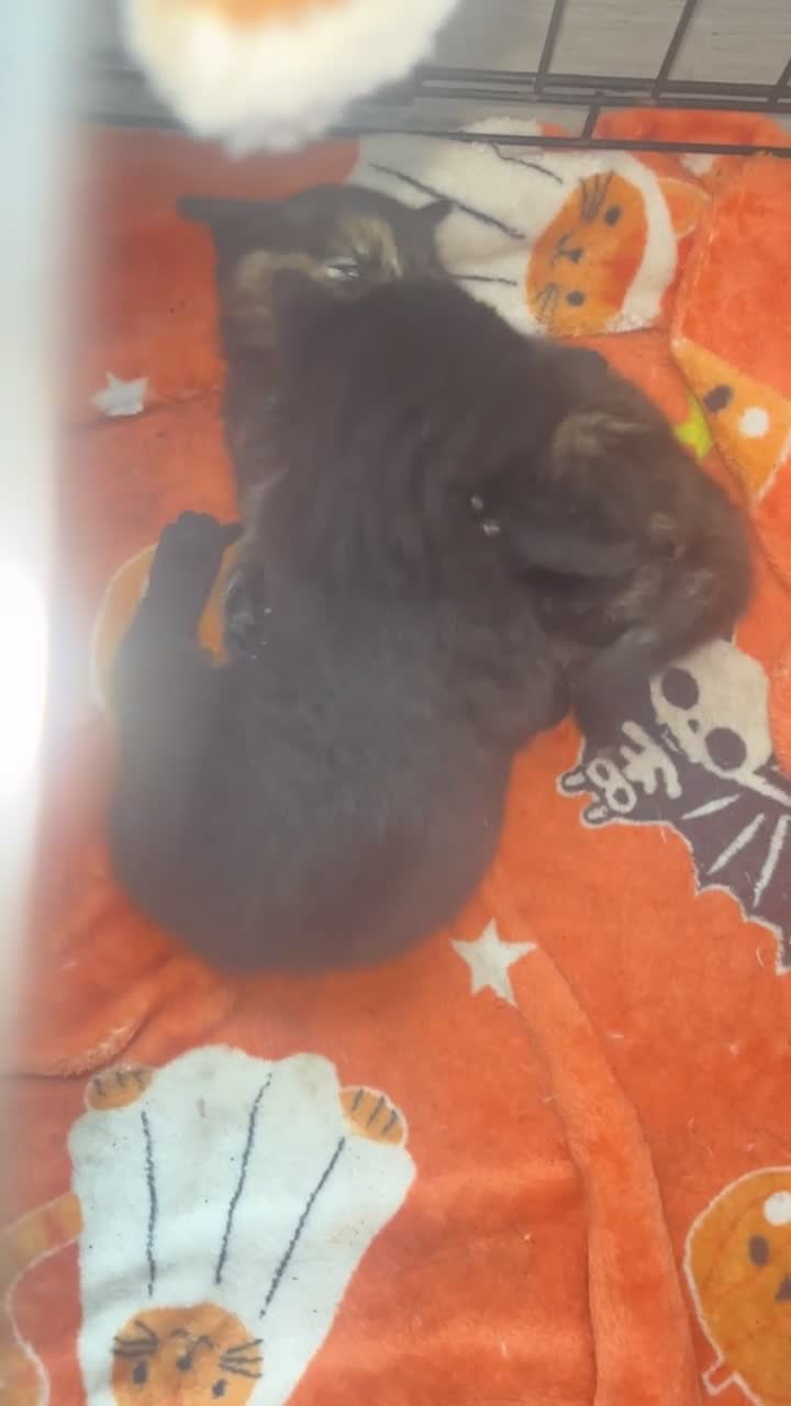 Mixed Breed cats for sale: 3 kittens  - Video 3