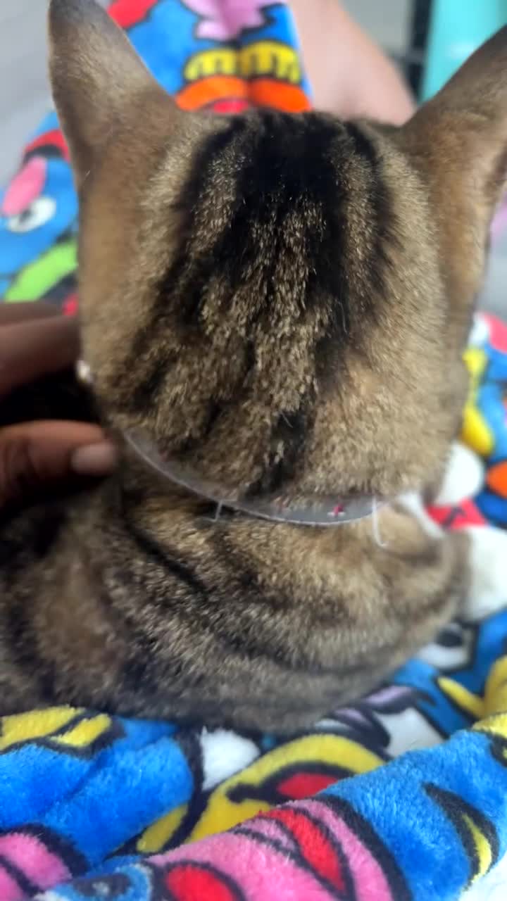 Bengal cats for sale: ✨ Loving Home Wanted for Beautiful Bengal-Tabby ✨ - Video 1