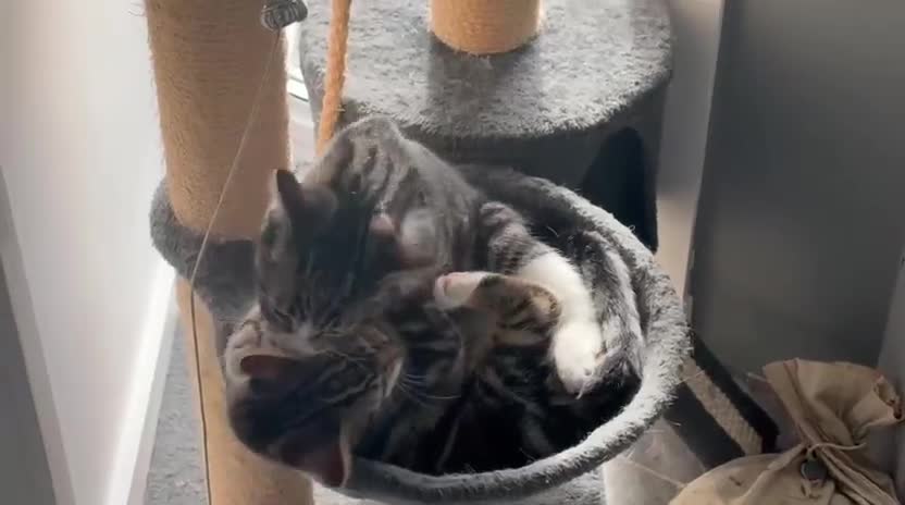 Mixed Breed cats for adoption: Bonded pair of rescue kittens - male - need home in Hook - Video 1