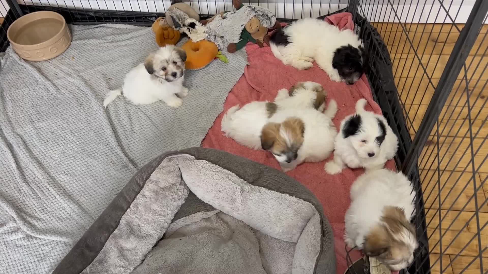 Coton De Tulear dogs for sale: Beautiful Coton de Tulear Puppies - Video 2
