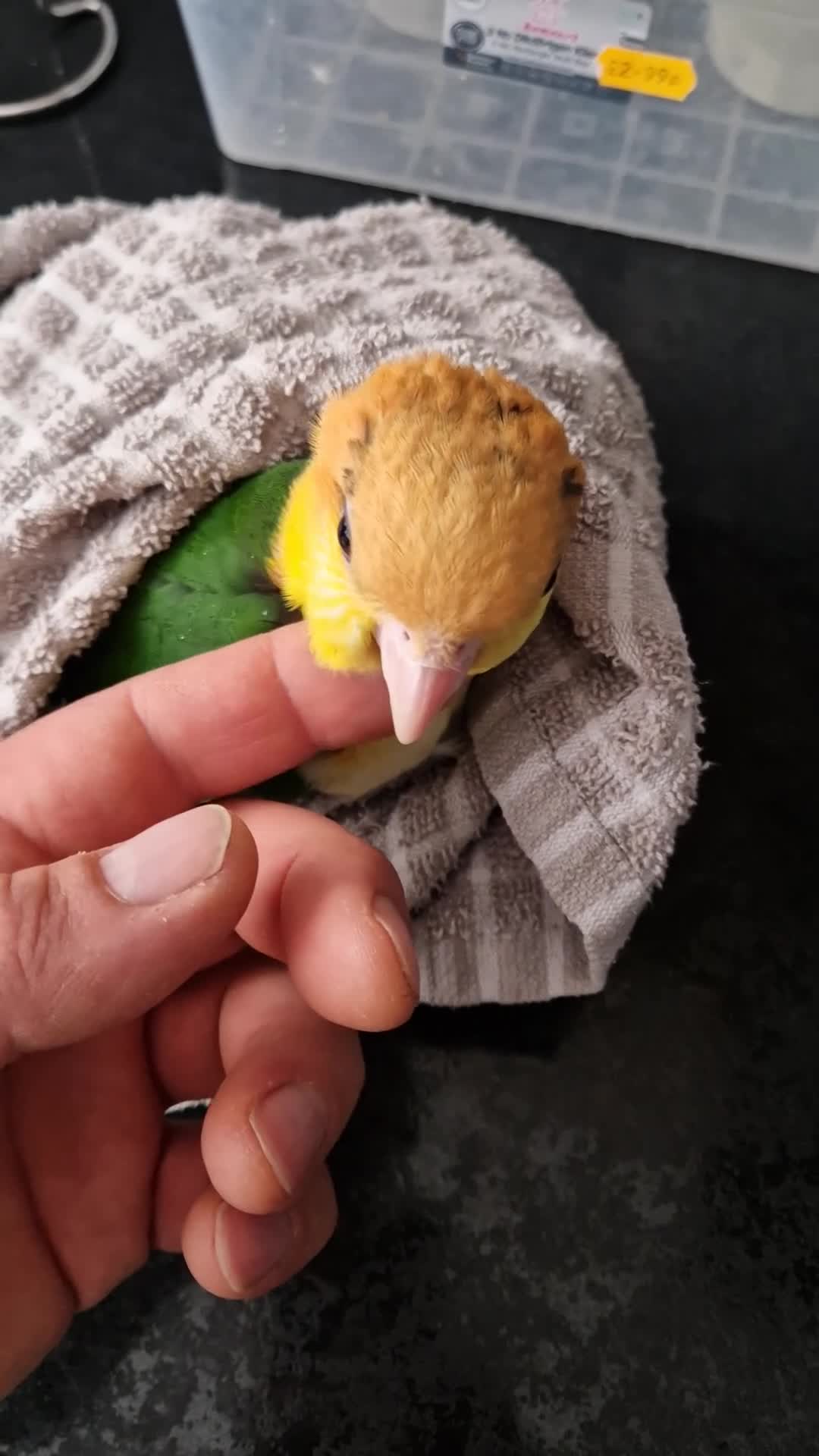 Parrots birds for sale: Hand reared baby caique parrot  - Video 2