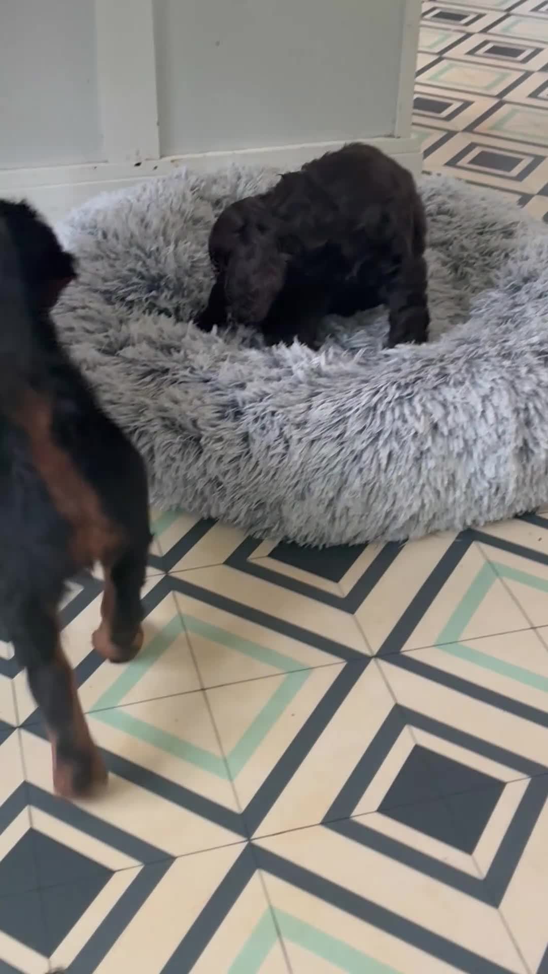 Cockapoo dogs for sale: 5 Gorgeous F2 cockapoos  - Video 2