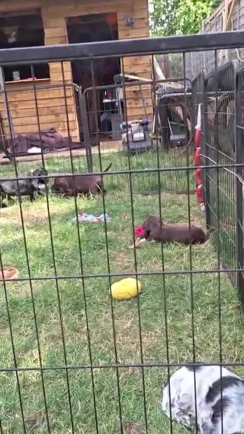 Cocker Spaniel dogs for sale: Kc registered playful show cocker spaniel - Video 2