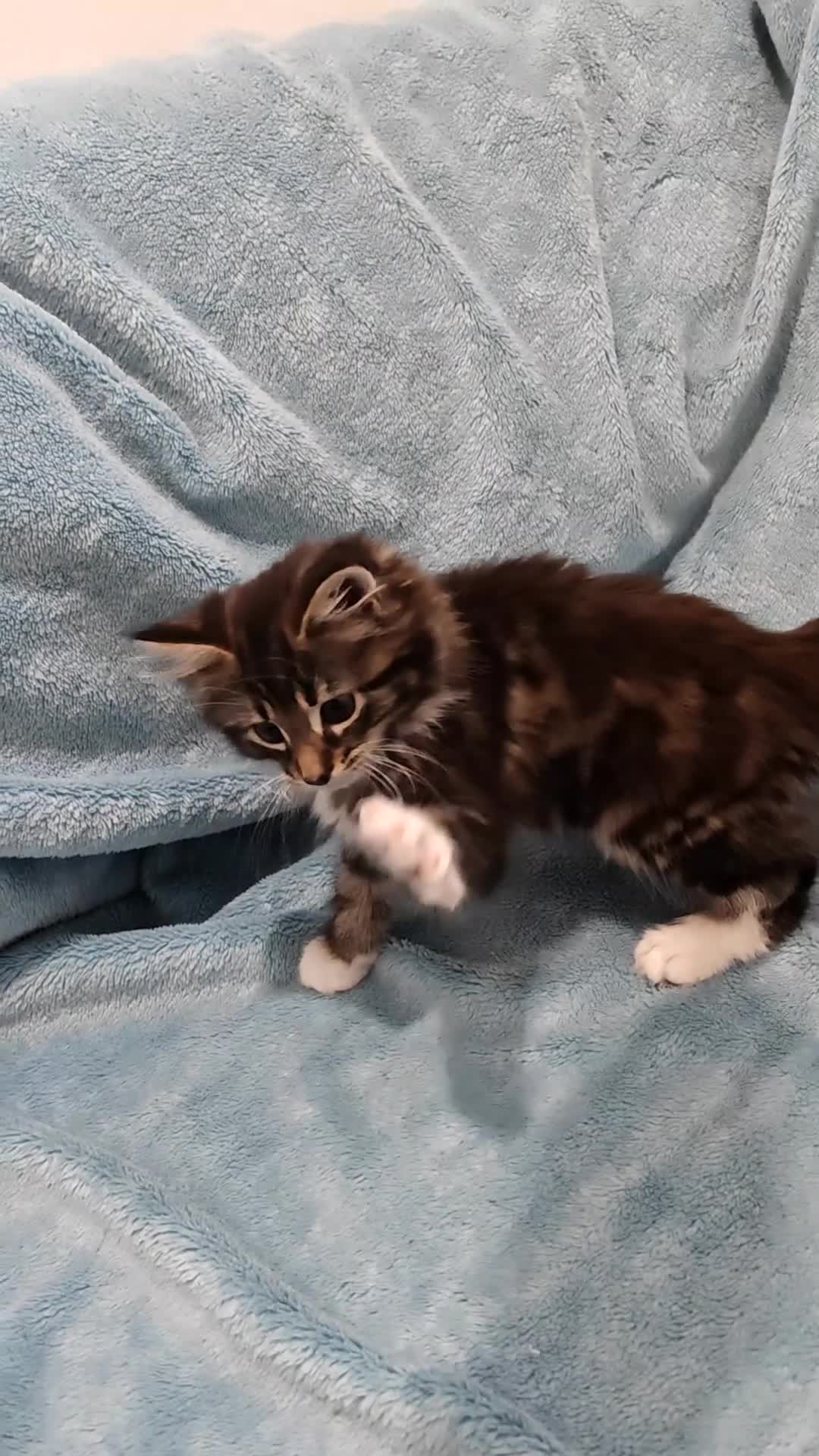 Mixed Breed cats for sale: Beautiful FLUFFY BOY Videos - Video 2